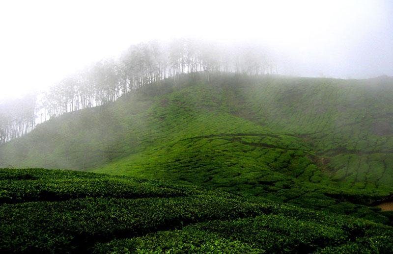 The Munnar Queen Resort x Solis Nature