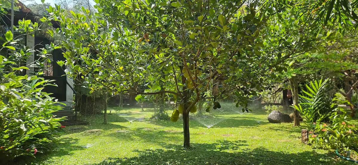 Pannadikadu Ranch House x Solis Nature