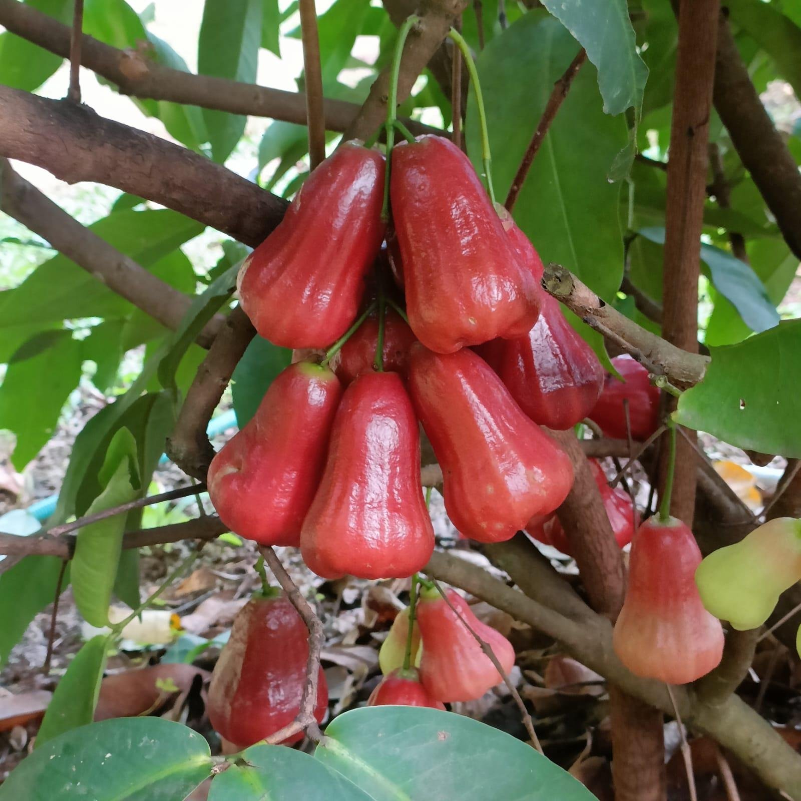 Swastham Estate Bunglow x Solis Nature