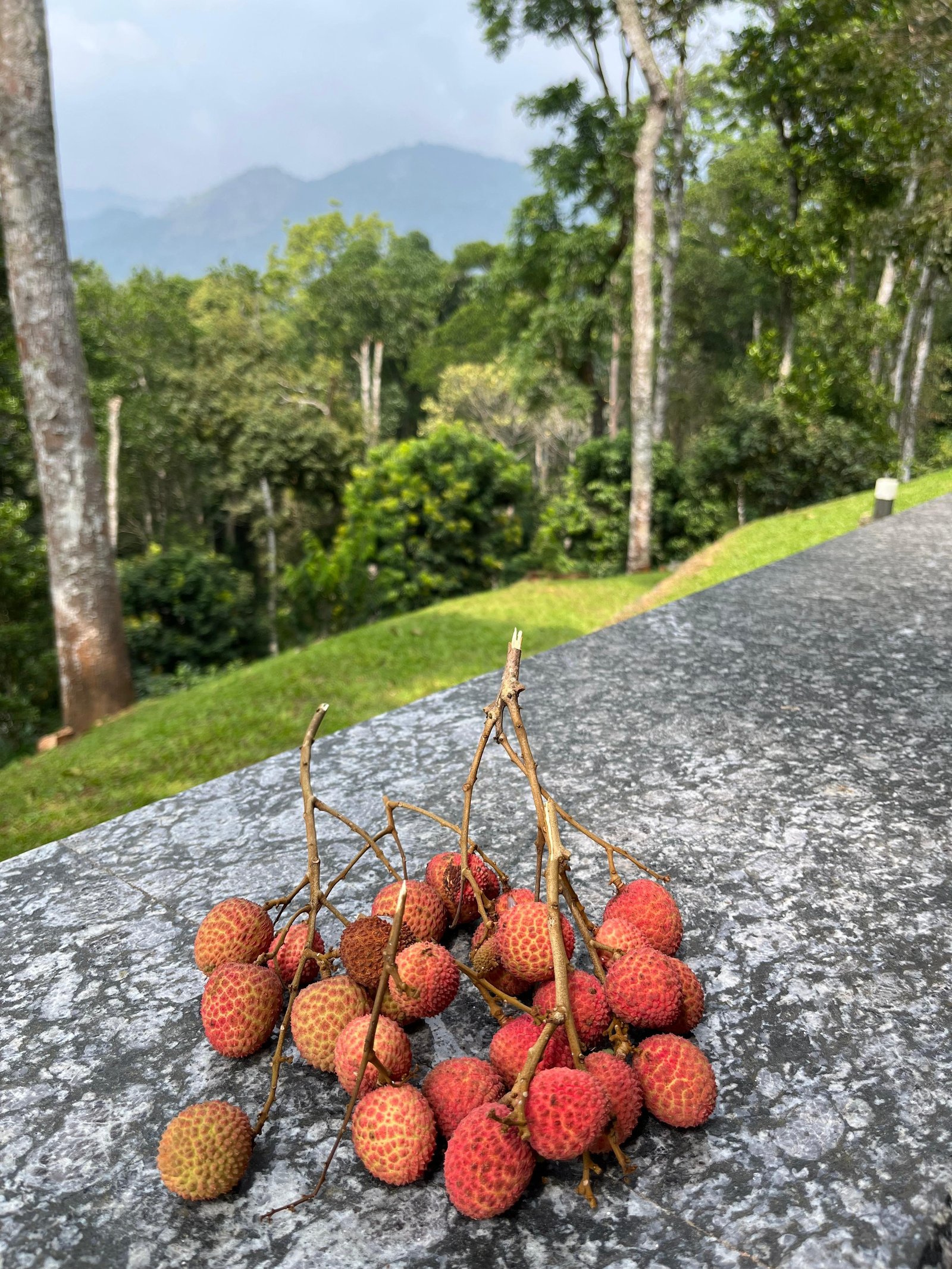 Swastham Estate Bunglow x Solis Nature