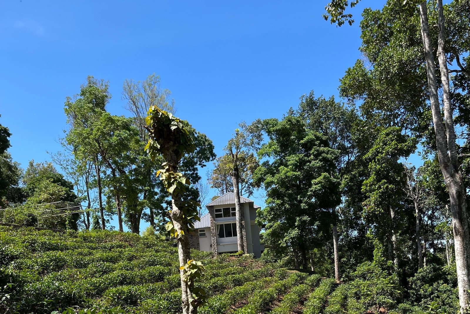 Swastham Estate Bunglow x Solis Nature