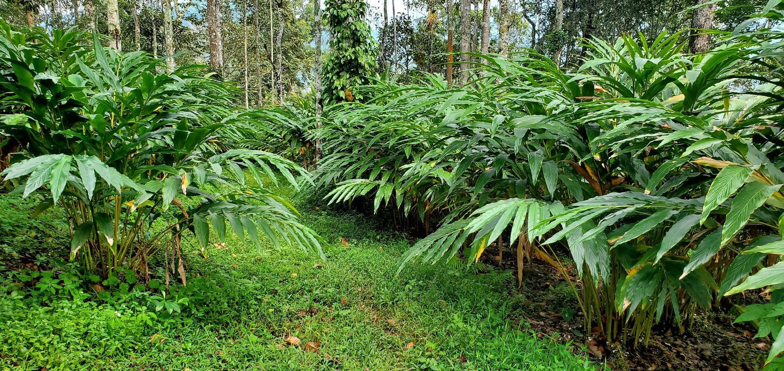 Swastham Estate Bunglow x Solis Nature