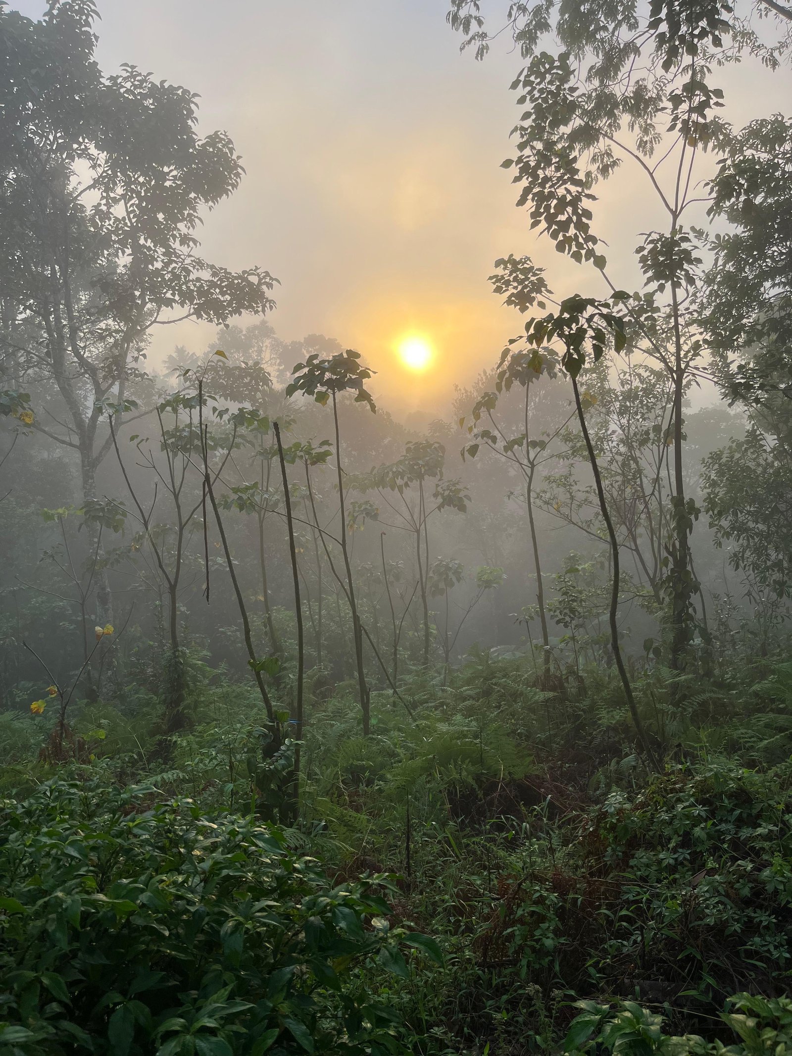 Swastham Estate Bunglow x Solis Nature