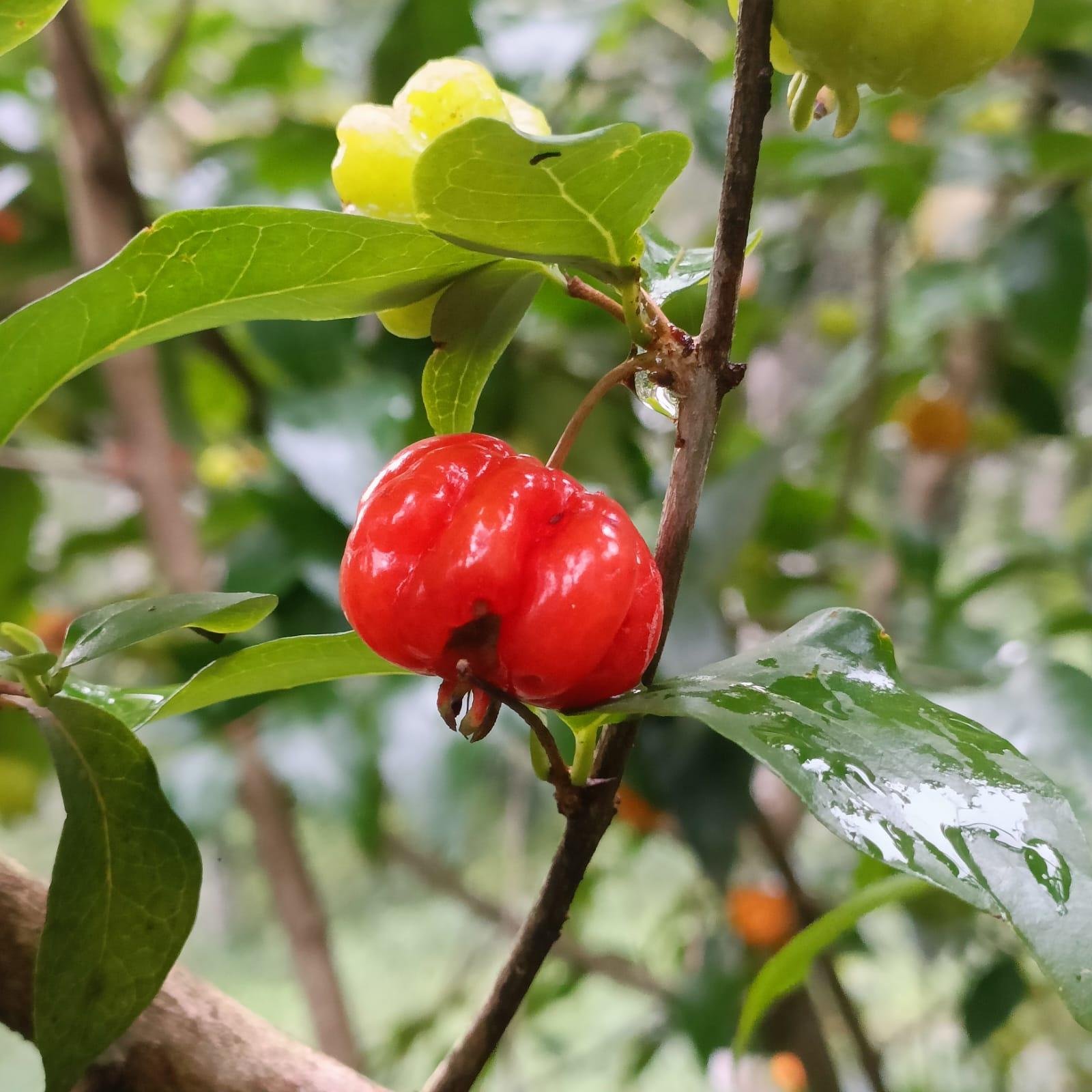 Swastham Estate Bunglow x Solis Nature