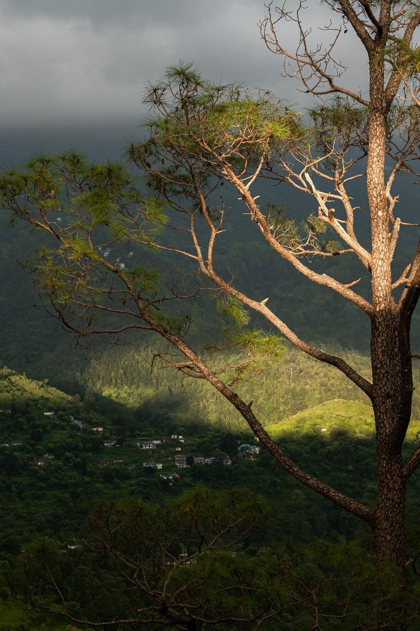 Exceptional Escape - Dome Canopy Corbett x Solis Nature